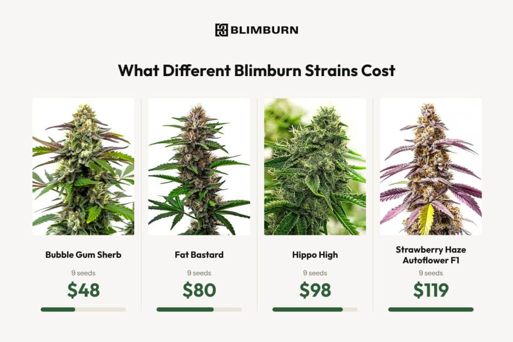 Blimburn-img-2